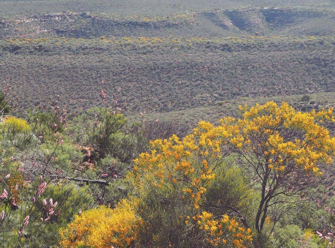 Close-up of golden wattle trees in full bloom with lush, dense scrubland in the background, highlighting the diverse flora on the route from Perth to Kalbarri, Western Australia.
