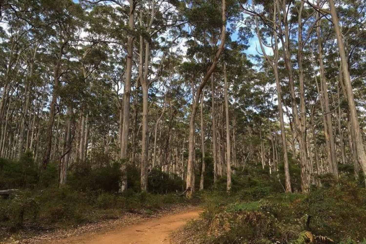 Dirt path winding through the towering eucalyptus trees of a Margaret River forest, a sanctuary for native flora and fauna.