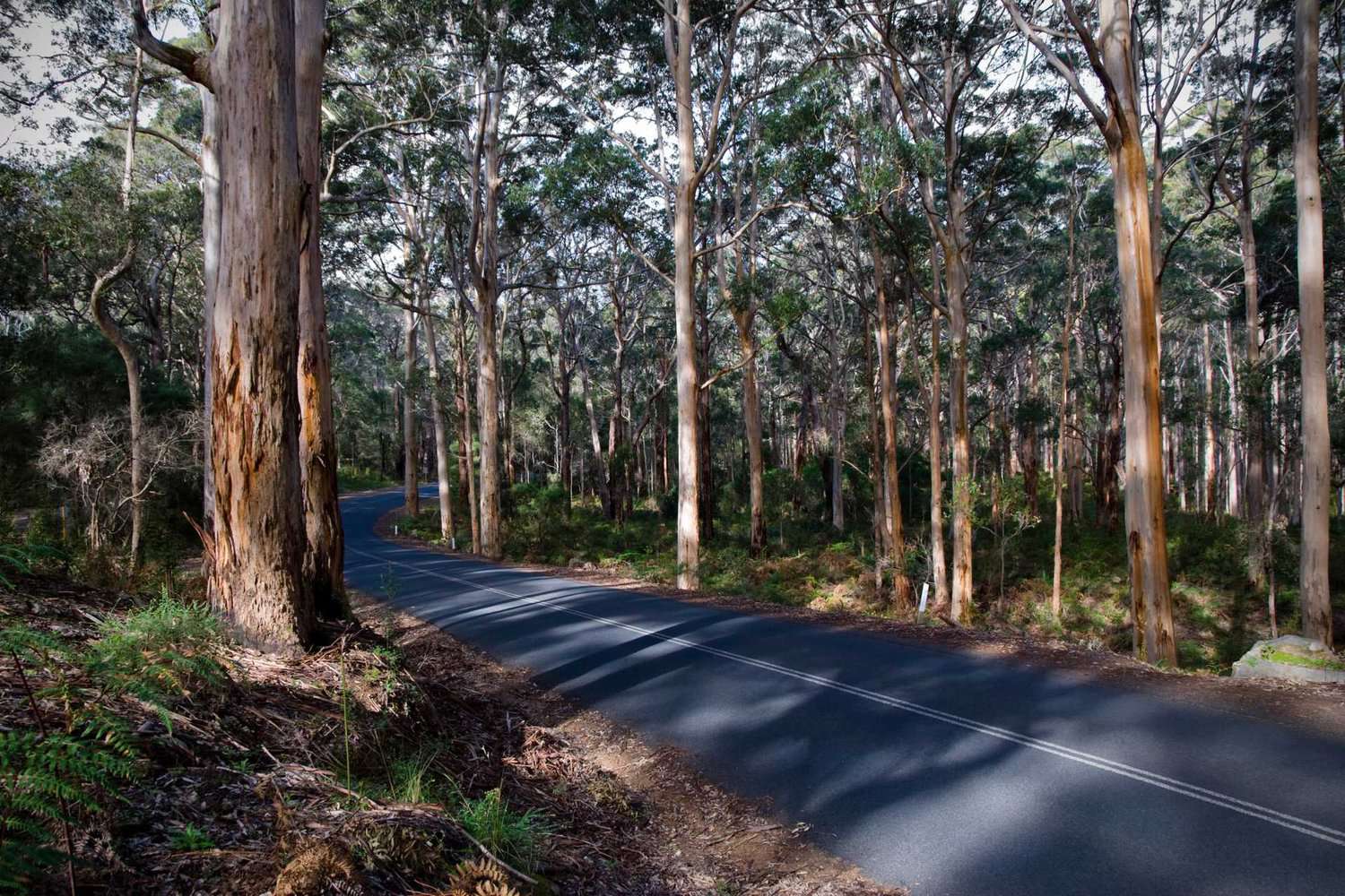 Sunlight filtering through the tall eucalyptus trees onto the curving road in Boranup Forest, inviting exploration.