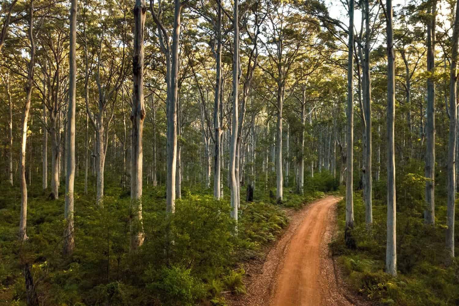 Dirt track winding through the serene, sunlit Boranup Forest, with its tall, slender trees and lush understory.