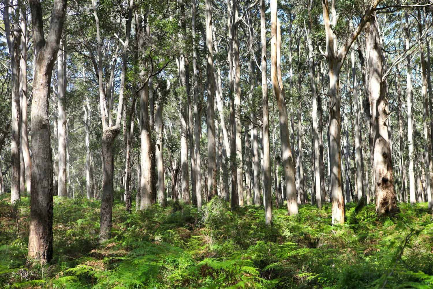 Sun-dappled Boranup Forest with a dense growth of karri trees and a lush fern understorey, highlighting the forest's vibrant ecosystem.