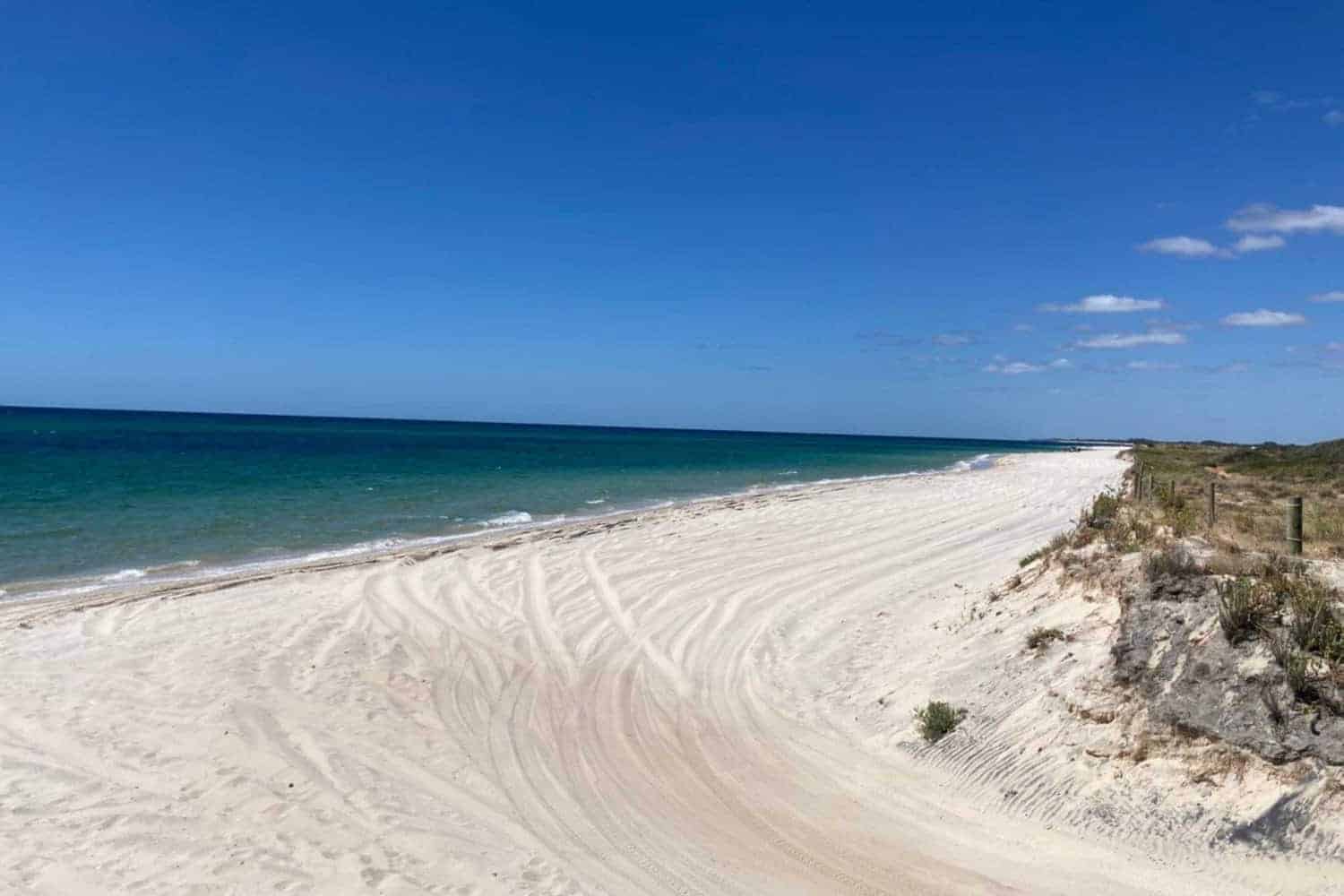 View of Wonnerup Beach, an expansive Busselton dog beach under a clear blue sky, showcasing tire tracks on the smooth white sand leading to the serene turquoise waters, with natural vegetation fringing the coastline.
