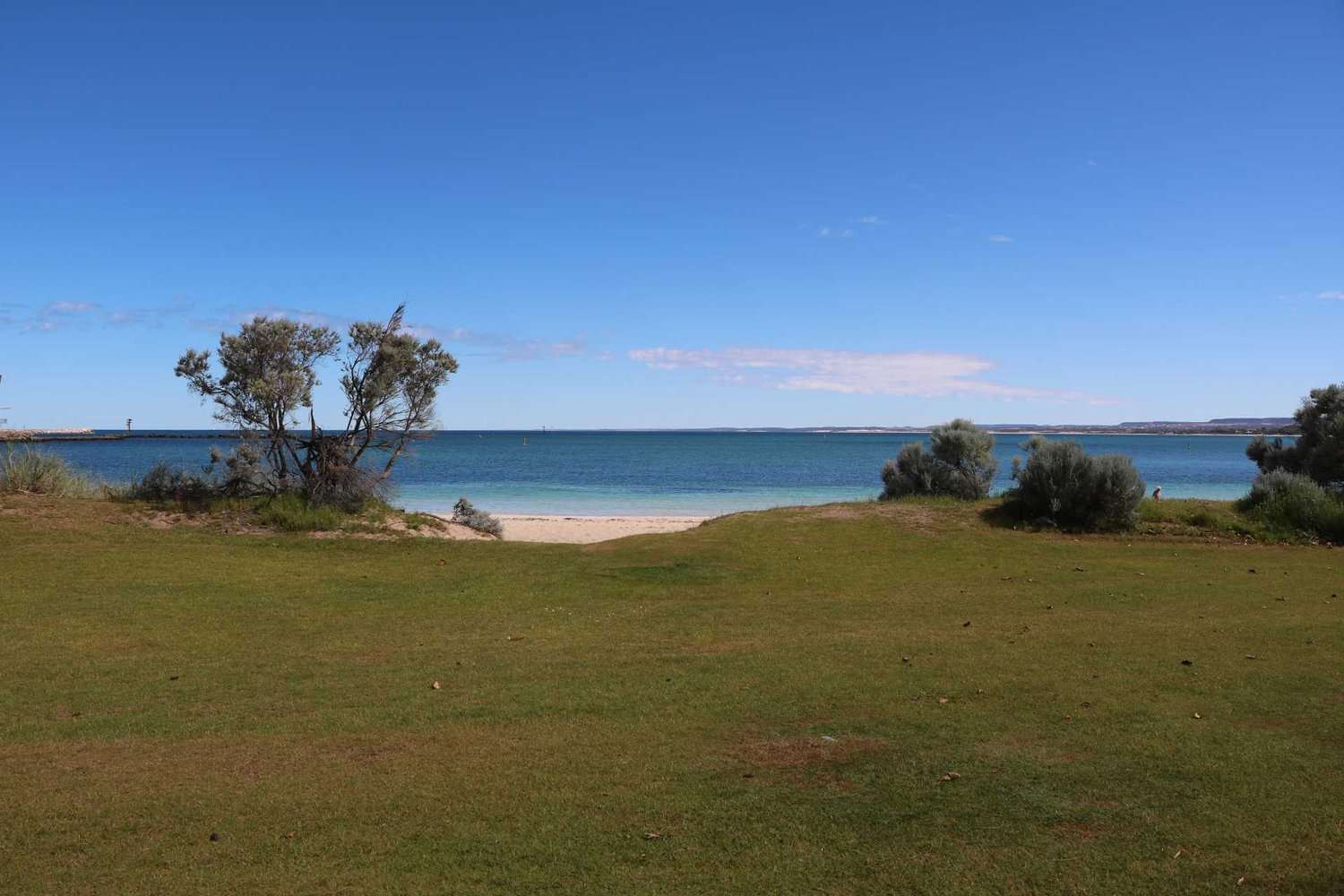 A Beach in Geraldton, with its calm blue waters meeting a clear horizon and a soft sandy beach flanked by grassy areas and a solitary windswept tree.