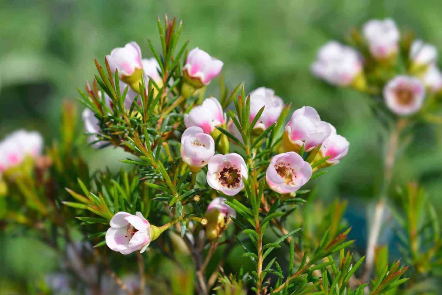 Close-up of delicate pink Geraldton wax flowers with soft petals and prominent stamens, nestled among vibrant green foliage.