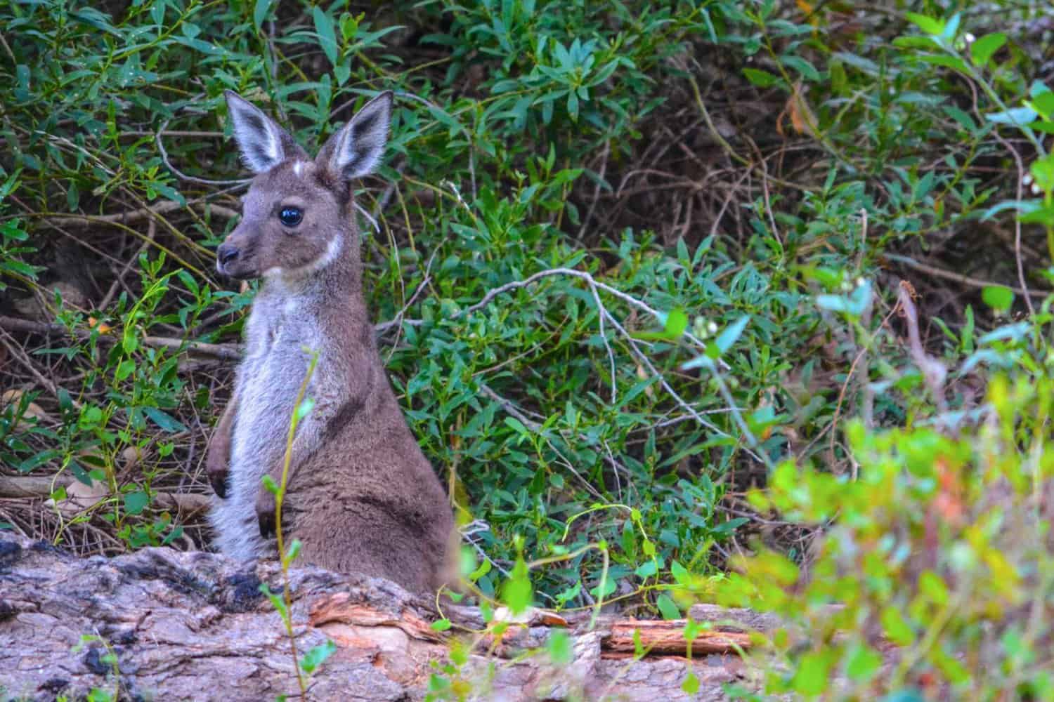 A curious kangaroo sits alert amongst the lush greenery, its ears perked and eyes watchful.