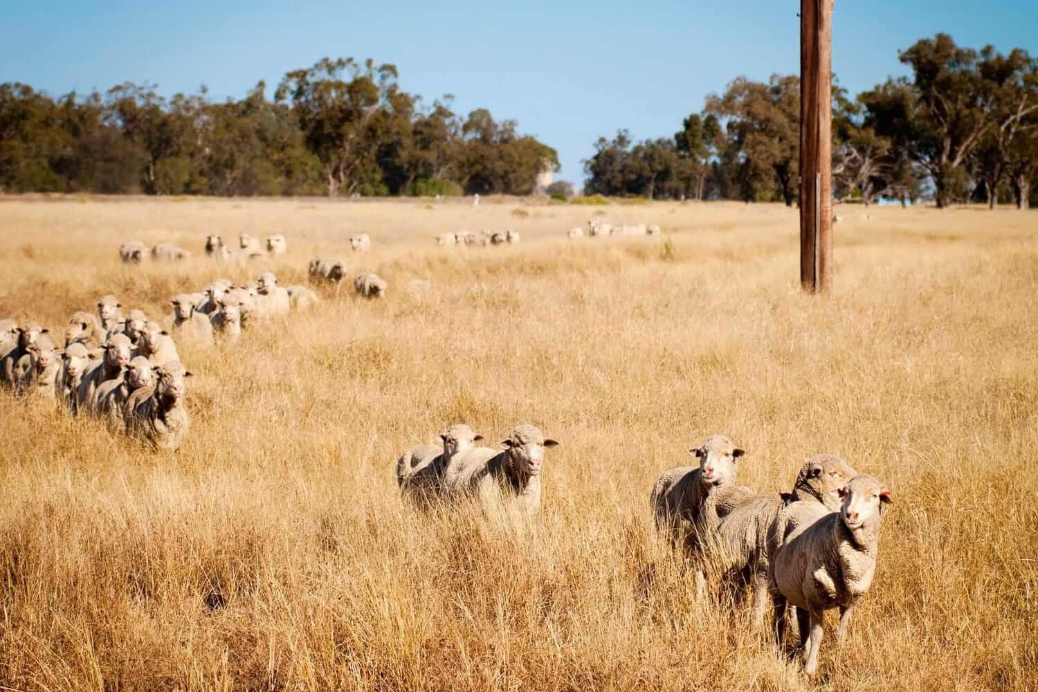 A flock of sheep grazing on a golden field with sparse trees in the background and a single utility pole standing tall. The pastoral scene captures the essence of rural life near Geraldton.
