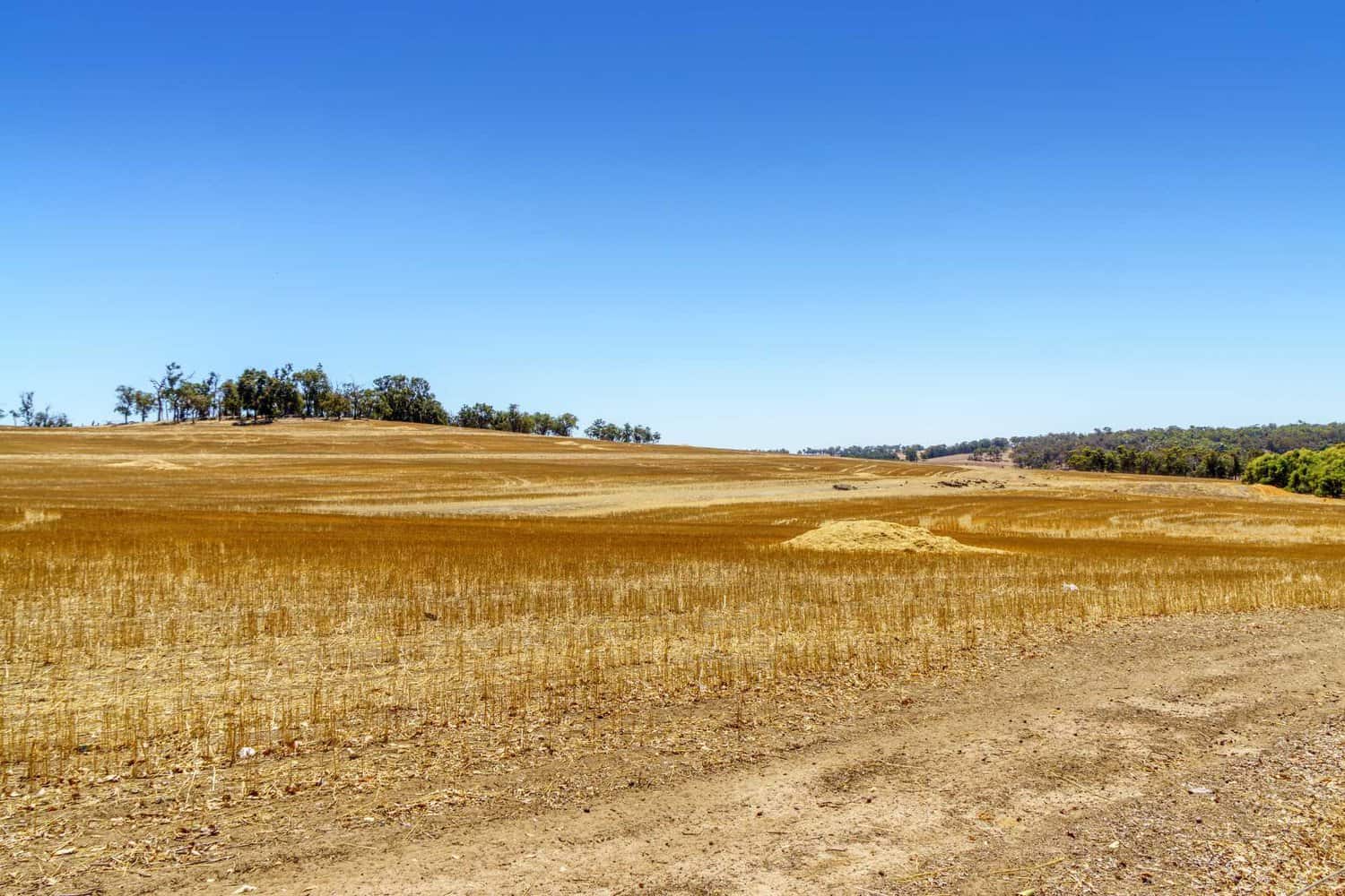 Expansive view of a harvested wheat field with undulating golden stubble under the vast Australian sky, and a cluster of trees adorning the distant hilltop. 